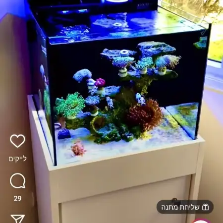 מאיר, 33כפר סבא 