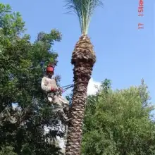 תמונה חניאלקורן 2 